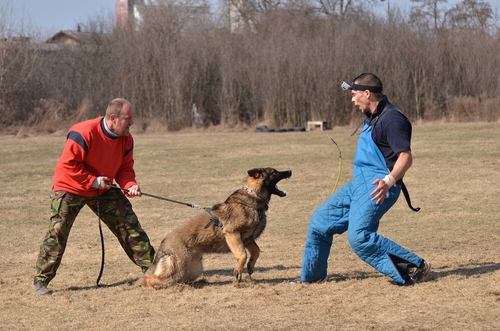 How to Handle a Dog Bite Incident in Bend, Oregon: A Step-by-Step Guide